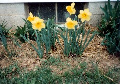 Moms Flowers
